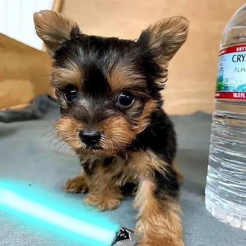 Catei Yorkshire Terrier