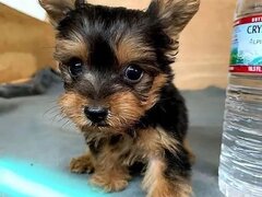 Catei Yorkshire Terrier
